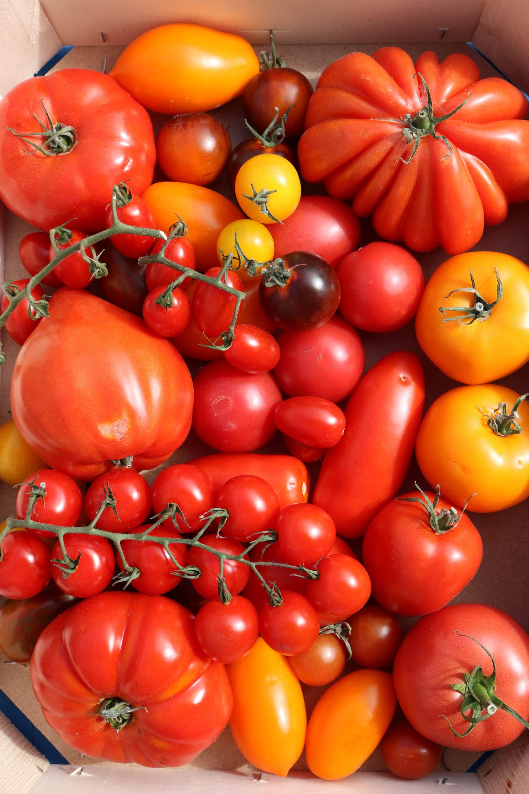 tomato selection