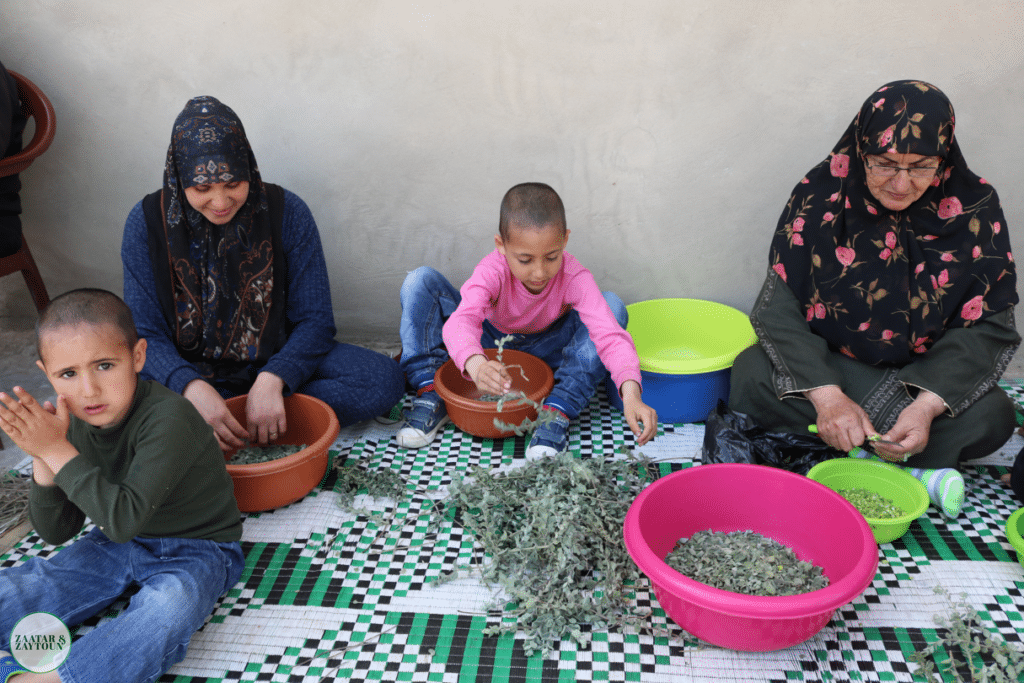 zaatar harvest