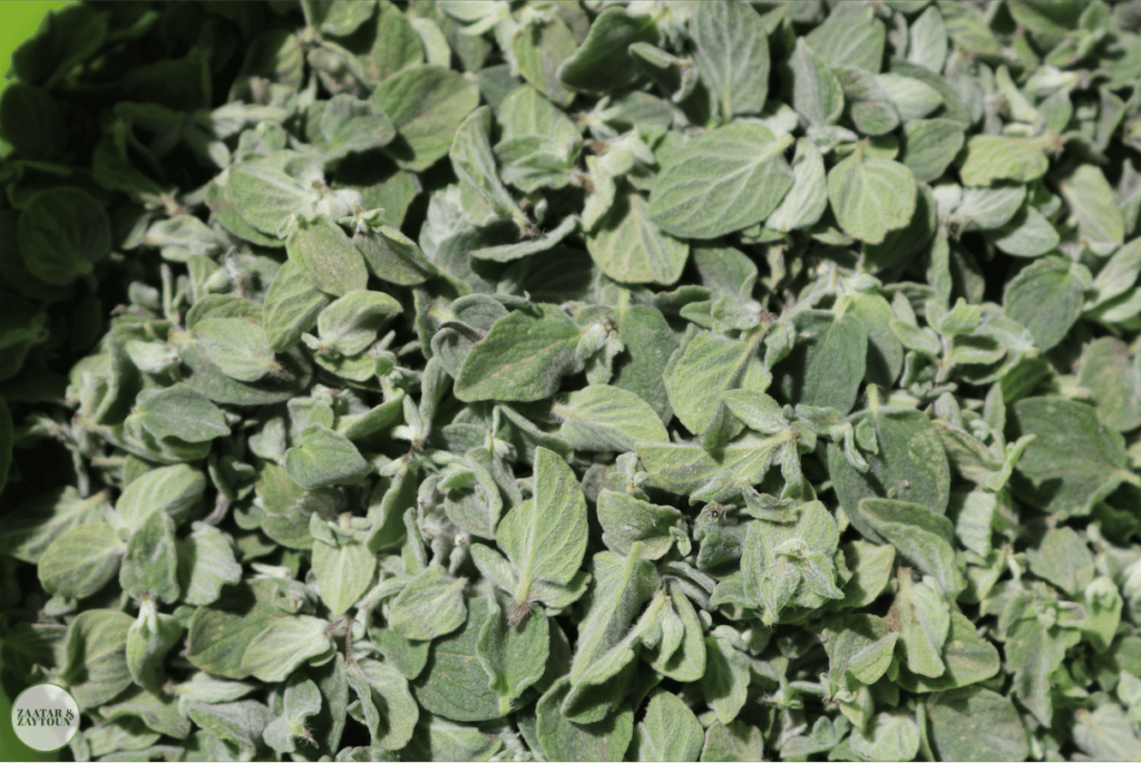 Zaatar (thym)