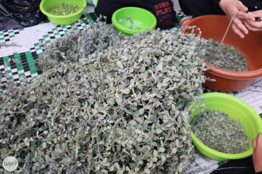 Zaatar harvest