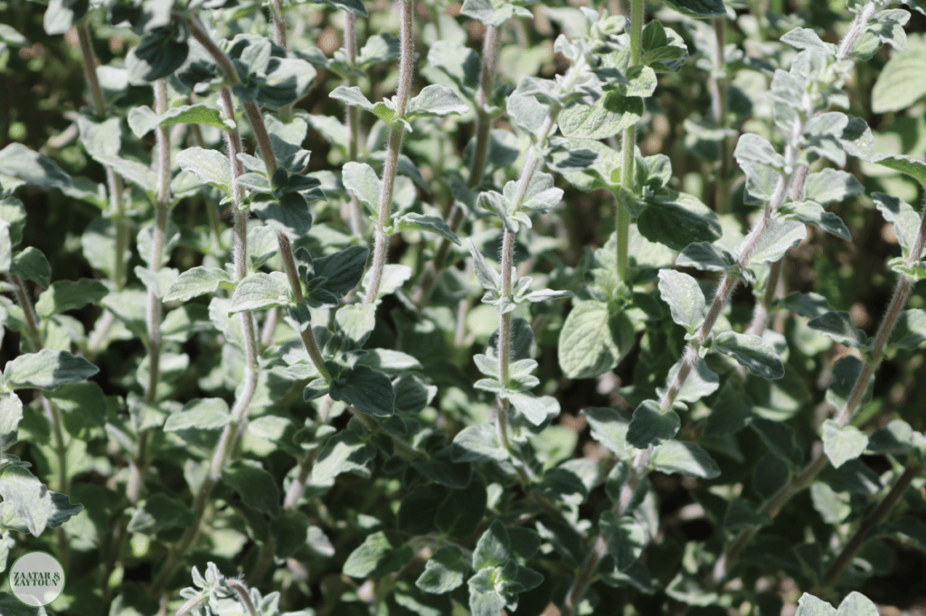 Zaatar Wild Oregano