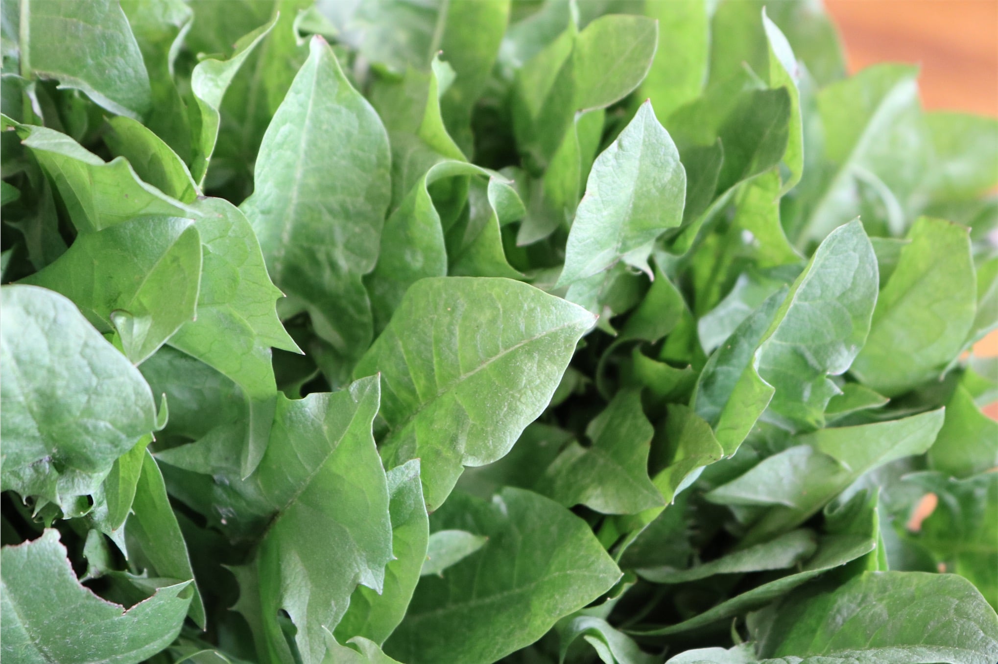 HINDBEH DANDELION LEAVES