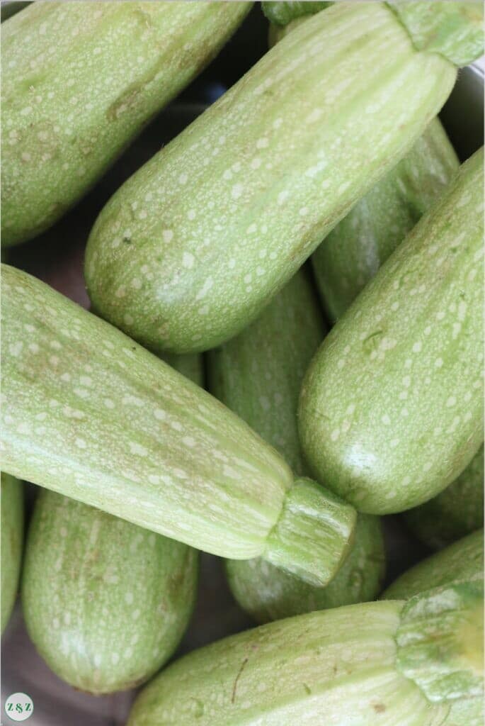 magda zucchini