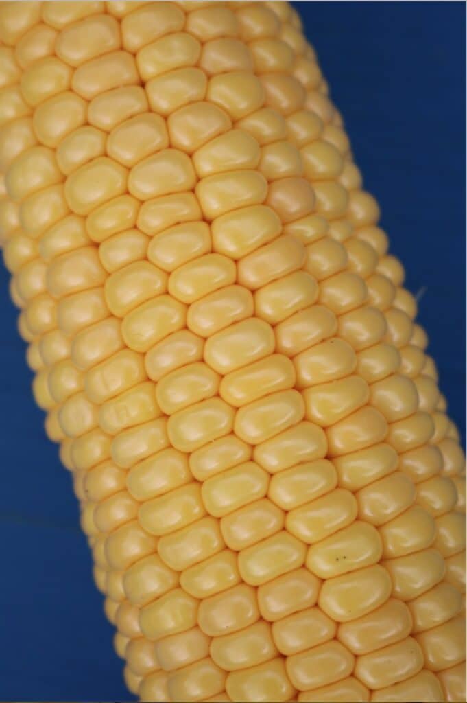 Corn kernels should be bright yellow