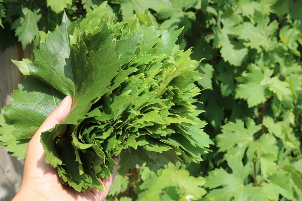 Fresh grape leaves