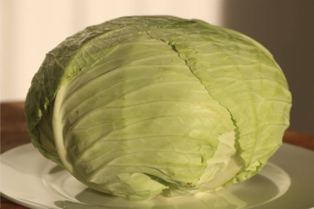 Large cabbage